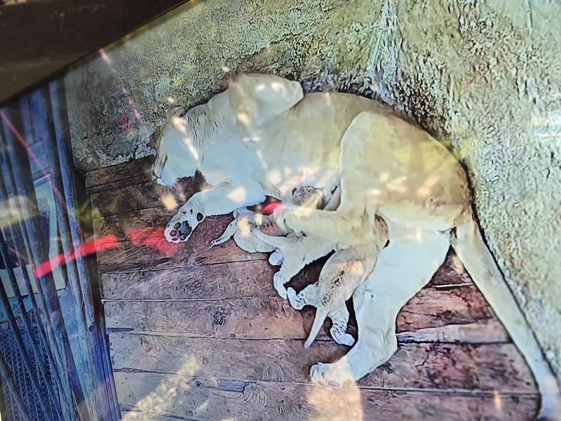 En Mérida celebran el nacimiento de leones en el Parque Zoológico Chorros de Milla