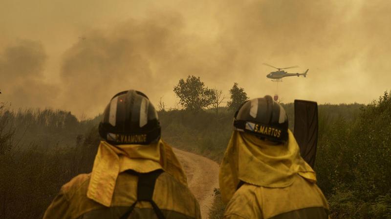 Bomberos para repoblar