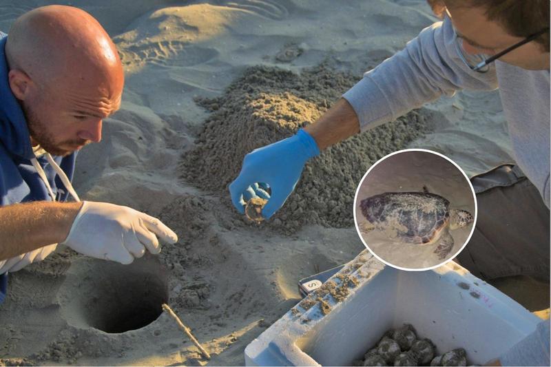 La Romagna veglia le sue tartarughe. Esercito di volontari per salvarle