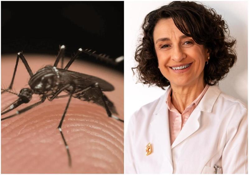 Chikungunya, più richieste di repellenti ai farmacisti: «Ecco i nostri consigli»