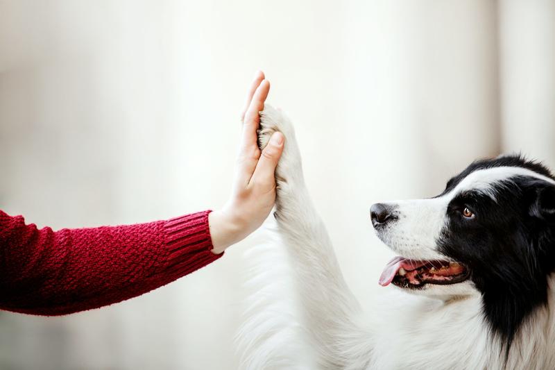 Can AI teach us how animals think?
