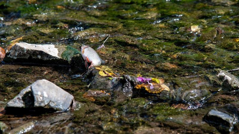 Massive Auswirkungen: Fischsterben im Kreis Gotha schlimmer als angenommen
