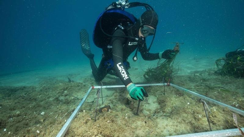 «Missione Posidonia»: all’Isola del Giglio la rinascita dei fondali