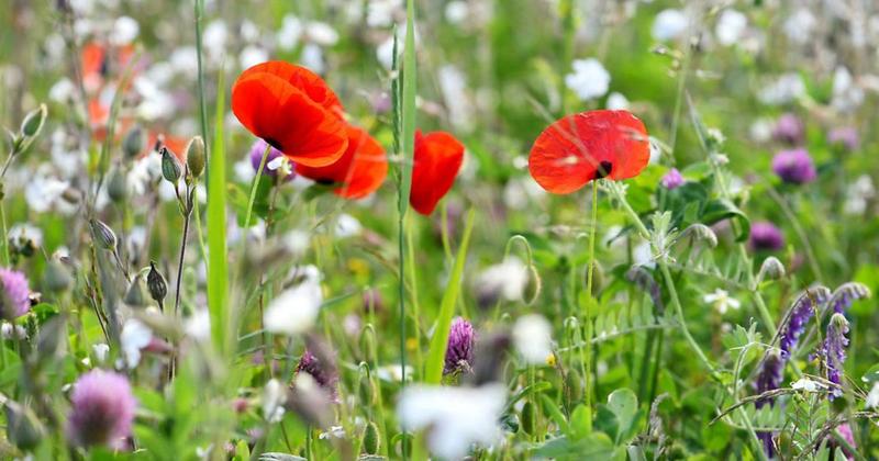 Nature-friendly farm schemes left in limbo as stewardship agreements end