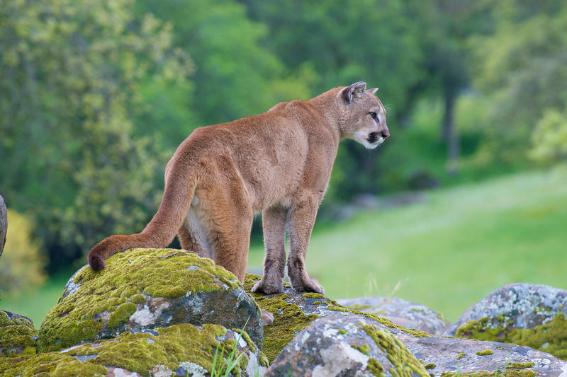 Mountain lions rampage through California ranch slaughtering alpacas