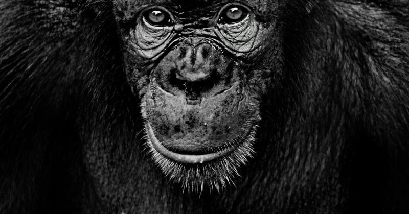 Why Animal Sentience Must Be Used to Reform Constitutions
