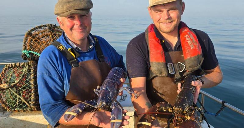 Fisherman says crabs are short on numbers but lobsters are 'coming in well'