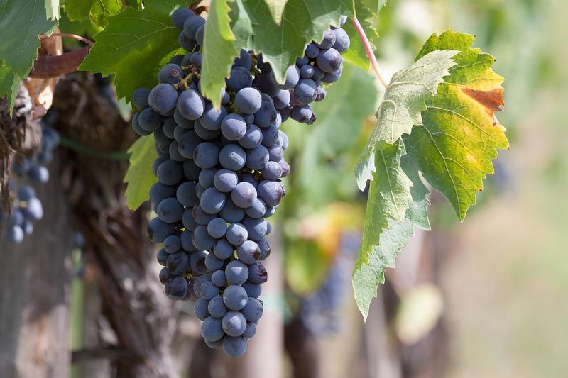 Tentato furto di uva in località Palmento
