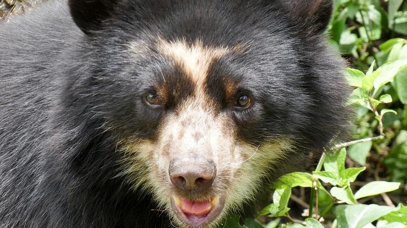 Israeli crowdfunding NGO’s unique model gives donors a say in saving global biodiversity