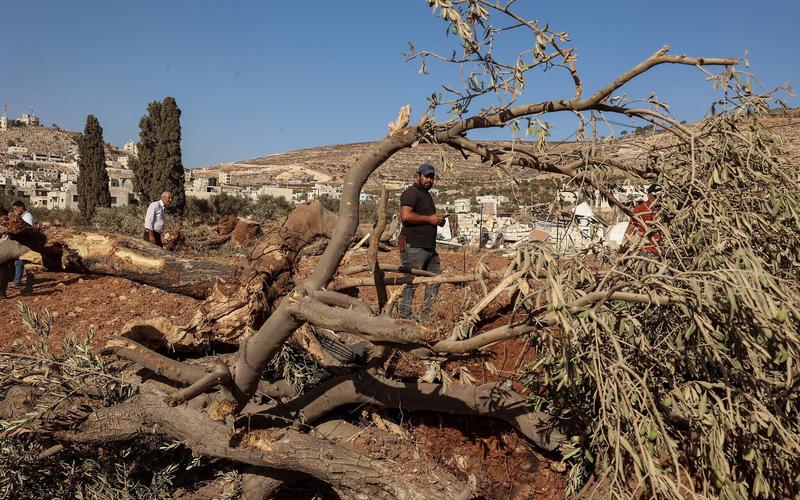 IDF said to uproot thousands of West Bank olive trees after Palestinian shooting attack