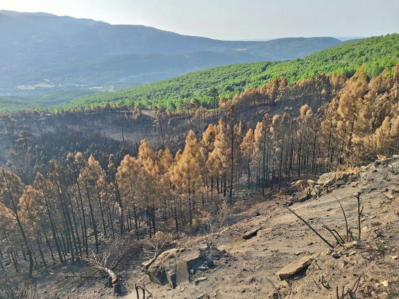Estrategias de gestión forestal para adaptar el paisaje a un mundo más cálido y proclive a los incendios