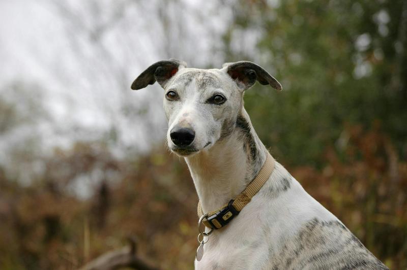 ‘We’re all triers’: Toni Jordan meditates on a childhood with greyhounds and gamblers