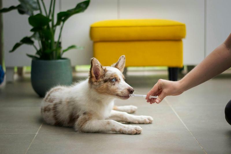 Yes, vets sometimes prescribe human drugs to pets. But don’t try it at home
