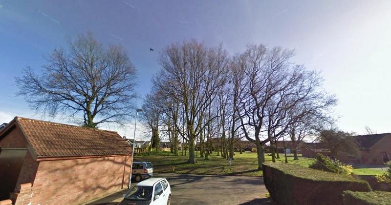 Council set to fell oak trees in town wood