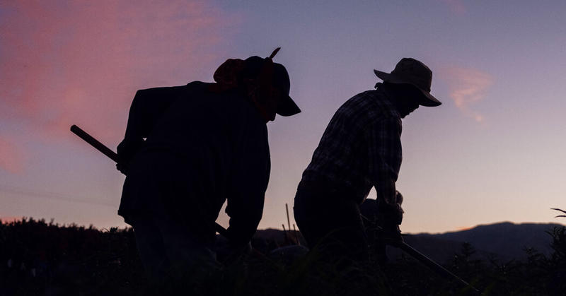 Wilted Lettuce. Rotten Strawberries. Here’s What Happens When You Round Up Farmworkers.