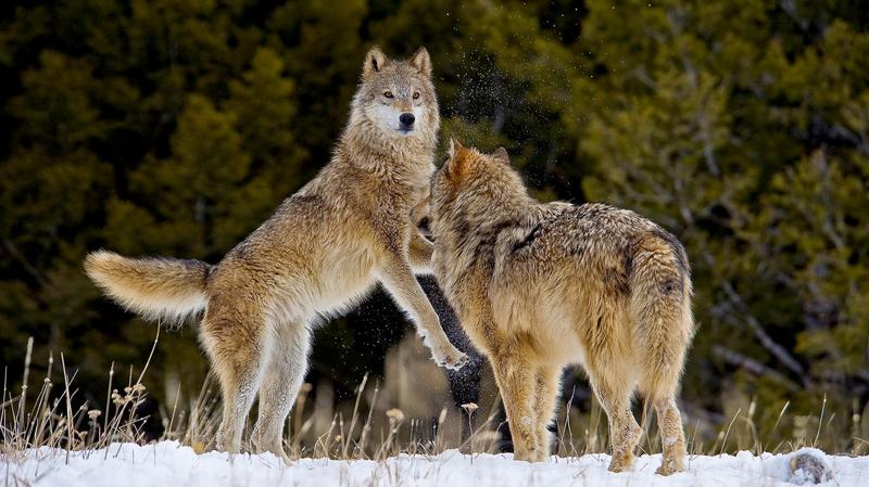 Legalizing Wolf Hunting in the US West Does Little to Prevent Livestock Loss