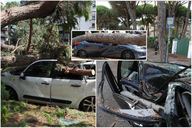 Albero caduto sull’auto per il maltempo, chi paga? L’avvocato spiega il nodo risarcimento