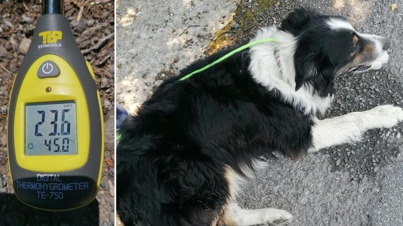 Cane anziano e malato costretto a camminare sull’asfalto rovente: salvato, cerca una nuova casa