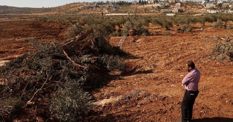 Israeli bulldozers uproot hundreds of trees in West Bank village