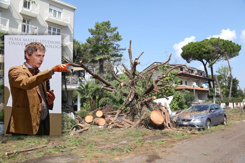 Tempesta al mare e pini al tappeto, il docente: “Per ogni epoca c’è l’albero giusto” /