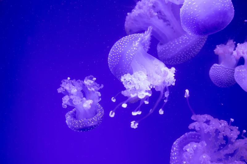 Winners and losers in a hotter ocean