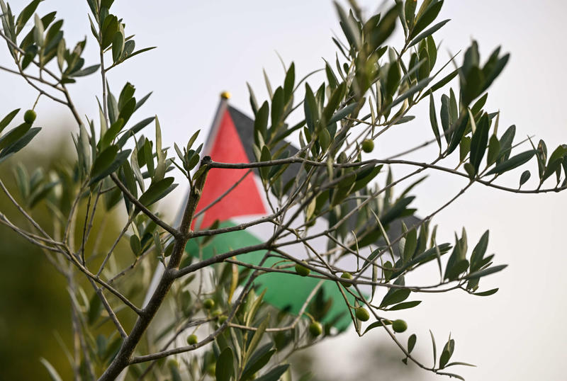 Olive Trees Tie Palestinians to Our Homeland. Israel Treats Them as a Threat.