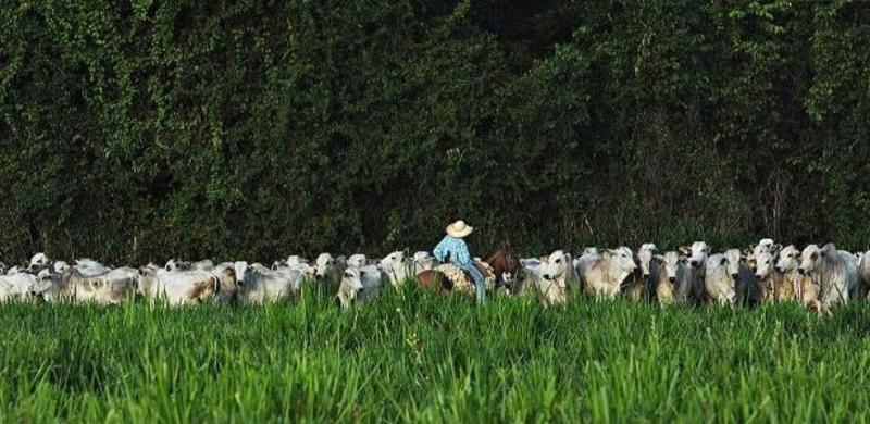 Agroflorestas são solução sustentável ao tarifaço