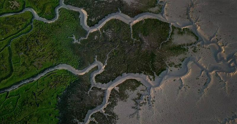 Oysters, seagrass, dunes, saltmarsh, people. The Solway project restoring nature