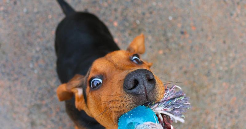 Why You Should Never Punish Your Dog for Growling