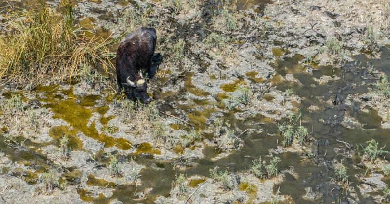 'The marshes are dead': Iraqi buffalo herders wander in search of water