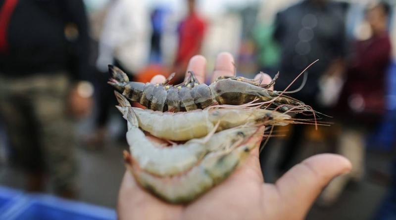 American appetite for shrimps spawned an Indian success story. Now, tariffs threaten to undo it all