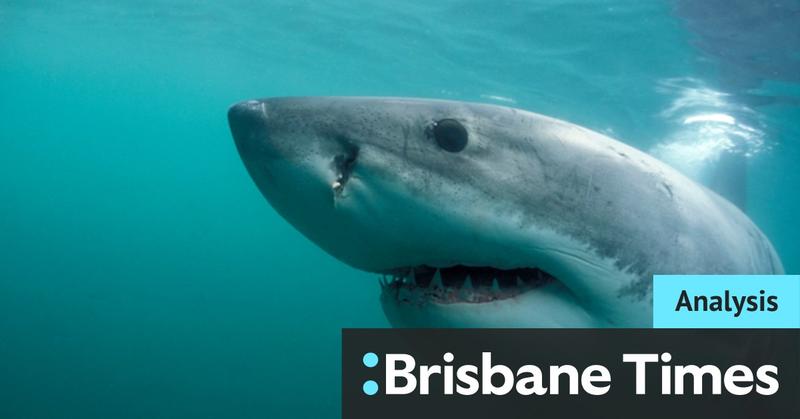 Politicians entangled by shark net debate face deadline