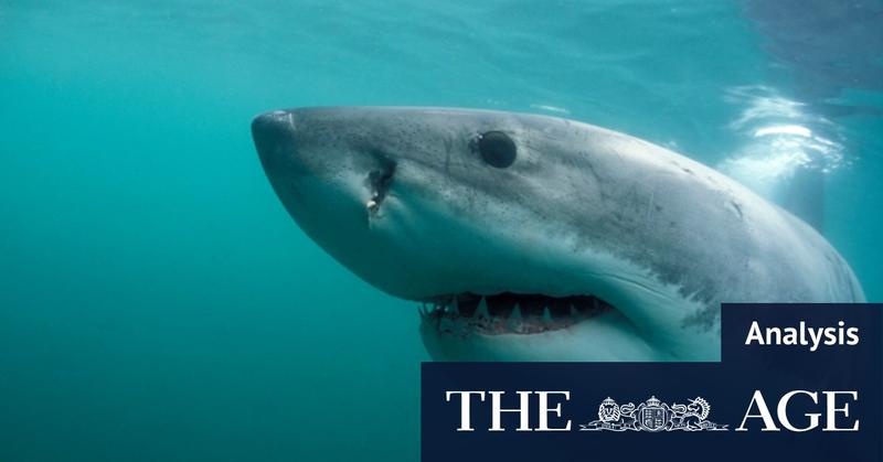 Politicians entangled by shark net debate face deadline