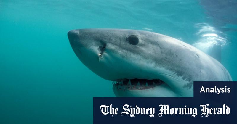 Politicians entangled by shark net debate face deadline