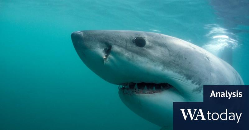 Politicians entangled by shark net debate face deadline
