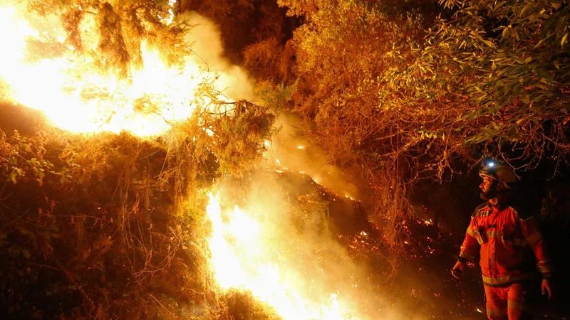 Regenerar tras un incendio: un mínimo de 2.500 euros por hectárea