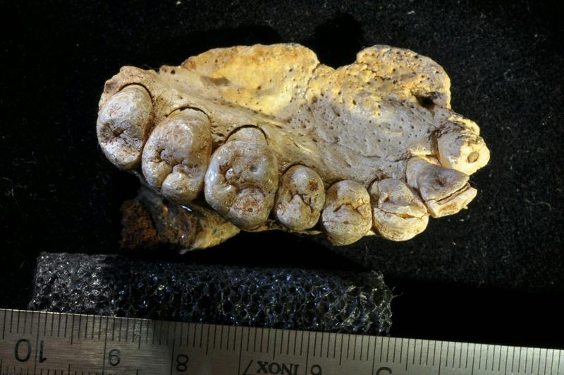 Los paleontólogos podrían estar dañando los fósiles con un método que se creía seguro