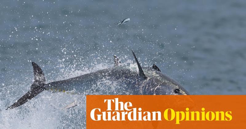 Bluefin tuna are miraculously returning to UK shores – only to be tormented for ‘sport’