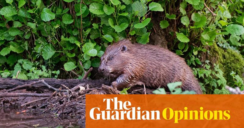 Beavers were welcomed back to the Netherlands. Until they started digging 17m-long tunnels