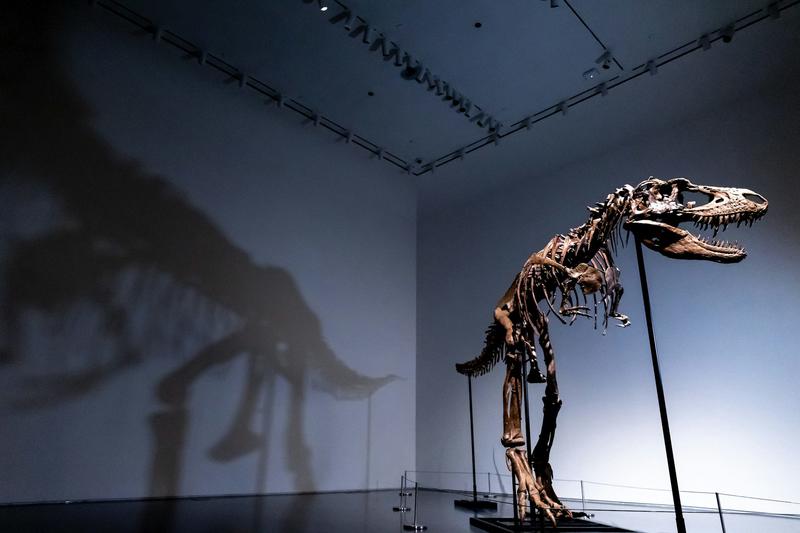 Les fossiles de dinosaures offrent des données scientifiques uniques et ne devraient pas être vendus aux enchères