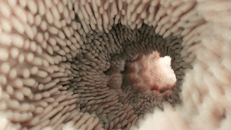 How does your body make poop?