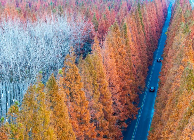 The climate case for planting trees has been overhyped — but it’s not too late to fix it