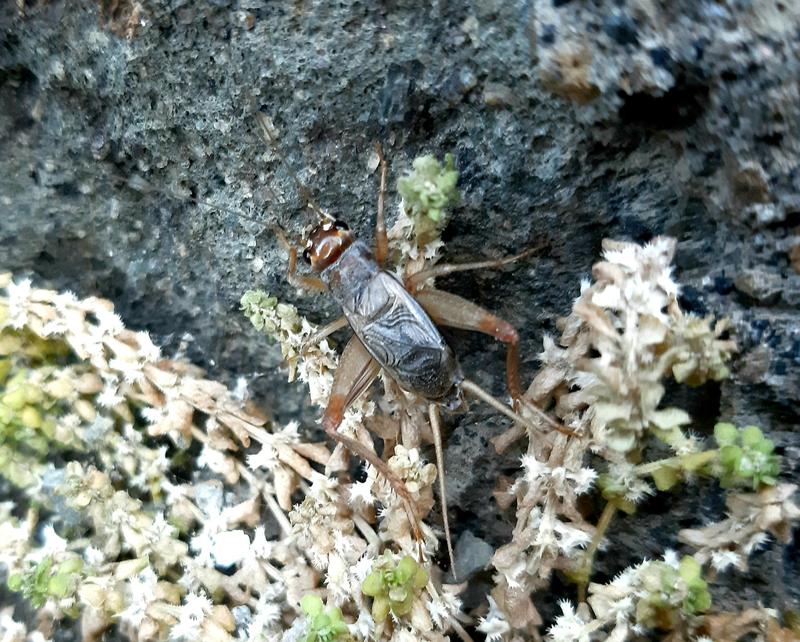 C’era una volta il grillo di Pinocchio: perché non c’è più e quale specie lo ha sostituito
