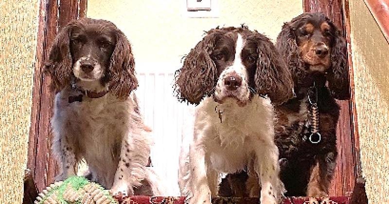 Retired police dog who worked at Sandringham Estate finds new purpose
