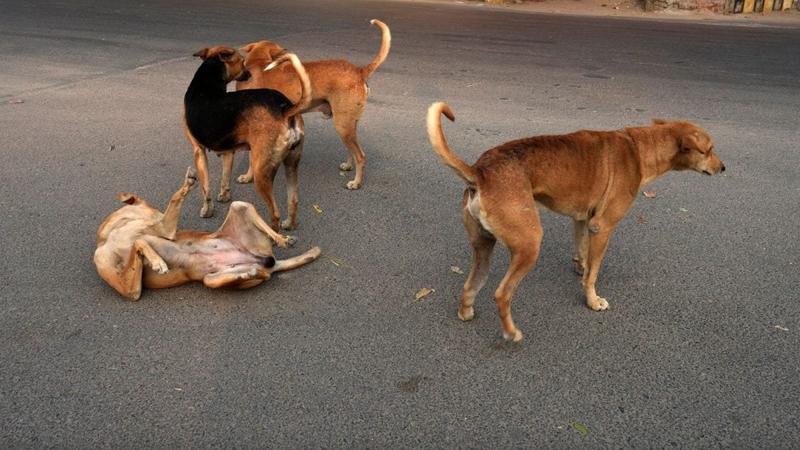 Opinion | Why Are Stray Dogs Getting Aggressive?