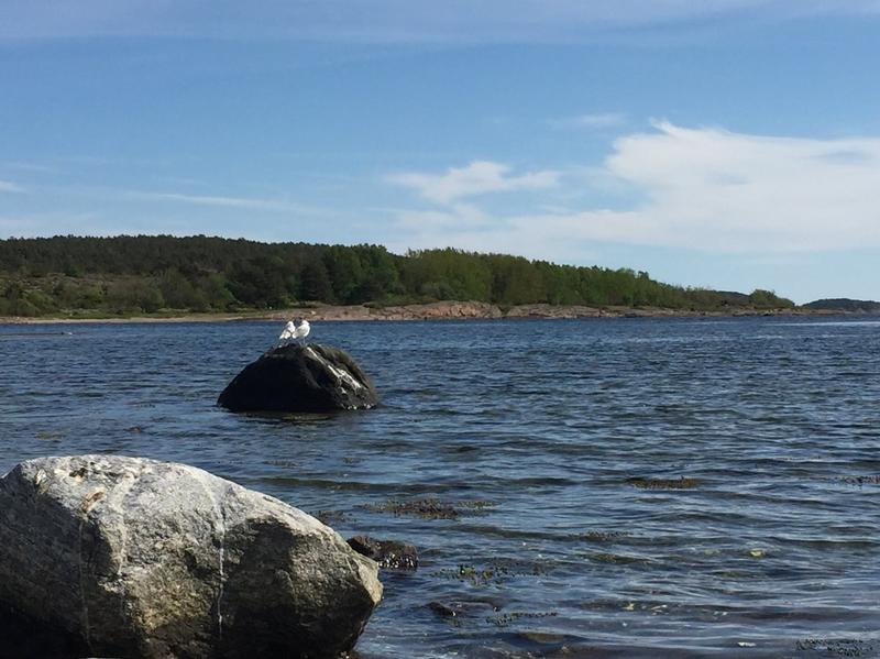 Oslofjorden: Forvirrende om nitrogenrensing
