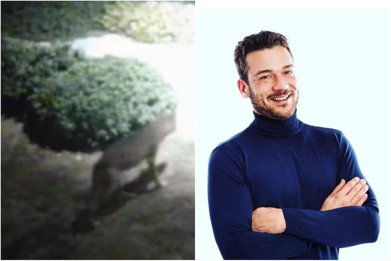 Lupo in giardino, cagnolina uccisa davanti alla padrona. “Situazione fuori controllo”