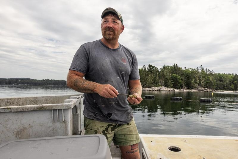 The Political Awakening of the Oyster Farmer Gunning for Susan Collins