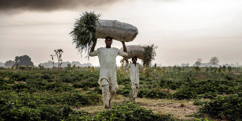 The Agricultural Fixes Africa Needs