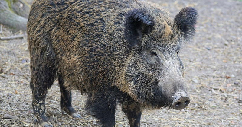 Se un cinghiale distrugge l'auto, la Regione paga i danni